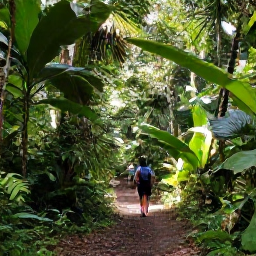 Caribbean Holidays, Antigua Nature Holidays, A guided walk through lush Antigua rainforest near Fig Tree Drive, with tropical plants, tall trees and filtered sunlight