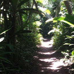 Caribbean Holidays, April Adventure Holidays, Travellers hiking through lush Caribbean rainforest on a marked trail, with sunlight filtering through tropical leaves