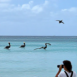 Caribbean Holidays, April Birdwatching, A calm Barbados coastline in April with brown pelicans and frigatebirds visible above the sea, viewed by a relaxed birdwatcher