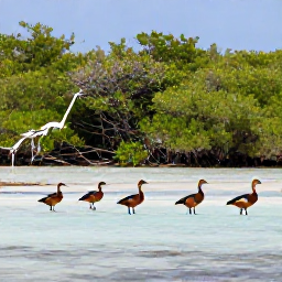 Caribbean Holidays, April Birdwatching, West Indian whistling ducks and herons among mangroves and shallow water in a peaceful Turks and Caicos wetland