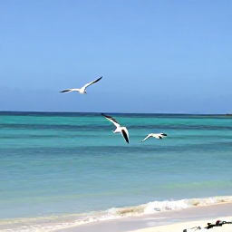 Caribbean Holidays, Aruba Birdwatching, Aruba coastline with seabirds flying above calm turquoise water and sandy shore