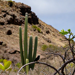 Caribbean Holidays, Aruba Birdwatching, Aruban national park landscape with cacti, rugged hills and a tropical bird perched on a branch