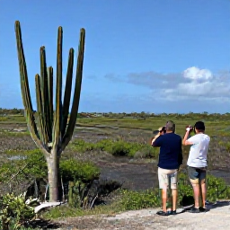 Caribbean Holidays, Aruba Birdwatching, Birdwatchers exploring a quiet Aruban wetland with binoculars, cactus and low green vegetation under a blue sky