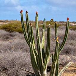 Caribbean Holidays, Aruba Birdwatching, Colourful tropical birds perched among cacti and dry scrub in Aruba during warm May sunshine