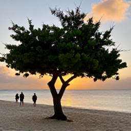 Caribbean Holidays, Aruba December Holidays, Visitors walking on Eagle Beach in Aruba at sunset in December, with famous fofoti trees, soft sand and calm Caribbean water