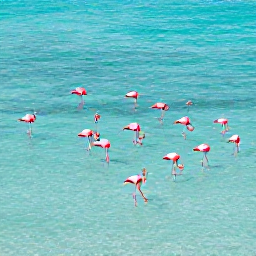 Caribbean Holidays, Aruba February Hotspots, Aerial-style view of flamingos wading in shallow turquoise water at Renaissance Island near Aruba, with a visitor taking a respectful photograph