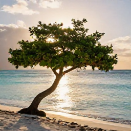 Caribbean Holidays, Aruba Instagram Hotspots, A lone fofoti tree leaning towards calm turquoise water on Eagle Beach in Aruba at sunset