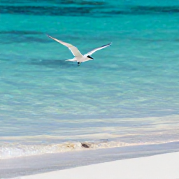 Caribbean Holidays, August Birdwatching, A white sandy beach in Turks and Caicos with a tern flying above clear shallow water