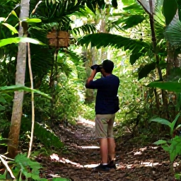 Caribbean Holidays, August Birdwatching, Birdwatcher with binoculars on a shaded trail through tropical rainforest on Saint Kitts