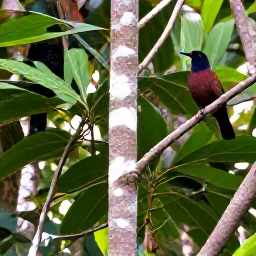 Caribbean Holidays, August Birdwatching, Hispaniolan endemics perched among broadleaf trees in a lush Dominican Republic mountain forest