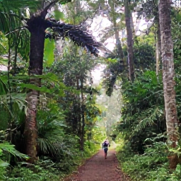 Caribbean Holidays, August Walking Holidays, Lush rainforest trail in Trinidad, with hikers walking beneath tall tropical trees and soft morning light