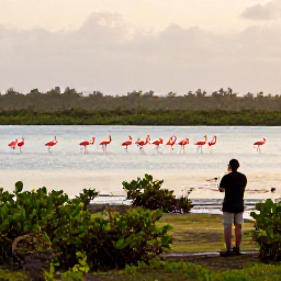 Caribbean Holidays, Bahamas Birdwatching, Great Inagua wetland at dawn with pink flamingos, shallow lagoons, mangroves and a birdwatcher observing quietly