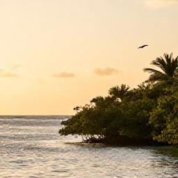 Caribbean Holidays, Bahamas Birdwatching, Peaceful Bahamian coastline at golden hour with mangroves, calm sea and distant bird silhouettes
