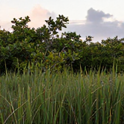Caribbean Holidays, Bahamas Birdwatching, Quiet wetlands and mangrove edges in the Bahamas at sunrise, with native and migratory birds perched among green reeds