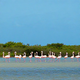 Caribbean Holidays, Bahamas Birdwatching, Roseate flamingos gathered beside a shallow lagoon on Great Inagua, with low green vegetation and bright blue Caribbean sky