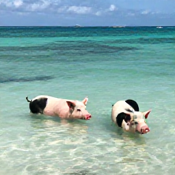 Caribbean Holidays, Bahamas February, Couple swimming with friendly pigs in clear shallow water on a sunny Exuma beach