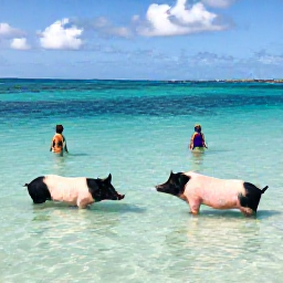Caribbean Holidays, Bahamas Instagram Spots, Swimmers with friendly pigs in shallow crystal-clear water at Pig Beach, Big Major Cay, Bahamas