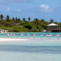 Caribbean Holidays, Bahamas Nature Holidays, Wild flamingos feeding in shallow water at a quiet Bahamian nature reserve