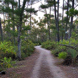 Caribbean Holidays, Bahamas Walking Holidays, A peaceful nature trail through Bahamian pine forest and wetland, with walkers, native plants and soft afternoon light