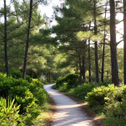 Caribbean Holidays, Bahamas Walking Holidays, A peaceful walking trail through pine woodland and coastal scrub on a Bahamian island, with sunlight filtering through the trees