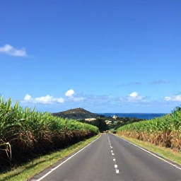 Caribbean Holidays, Barbados in March, A scenic Barbados countryside road in March passing sugar cane fields, low hills and distant blue sea under a clear sky