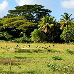 Caribbean Holidays, Barbados in October, Barbados wildlife and countryside in October, showing green fields, tropical trees and colourful birds in natural surroundings