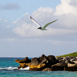 Caribbean Holidays, Bermuda Birdwatching, A roseate tern flying above Bermuda's turquoise sea and rocky shoreline in warm June sunshine