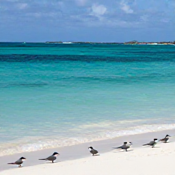 Caribbean Holidays, Bermuda Birdwatching, Roseate terns and other seabirds resting beside clear turquoise water on Bermuda's quiet coastline in December