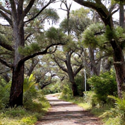 Caribbean Holidays, Bermuda Nature Holidays, Bermuda nature reserve with cedar trees, woodland path and native birds in gentle winter sunshine