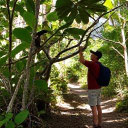Caribbean Holidays, Birdwatching Holidays, Tropical forest trail in Saint Martin with a birdwatcher looking into leafy branches, dappled sunlight and Caribbean vegetation