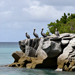 Caribbean Holidays, British Virgin Islands Birdwatching, Brown pelican and seabirds resting on rocky coastal cliffs beside calm Caribbean water in the British Virgin Islands
