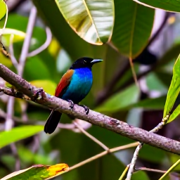 Caribbean Holidays, Caribbean Photography Tours, Photographer on a tropical Caribbean nature trail photographing a colourful bird among lush rainforest leaves
