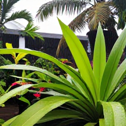 Caribbean Holidays, Caribbean Weather, Tropical Caribbean garden after a brief rain shower, with wet leaves, sunshine and colourful flowers