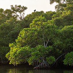 Caribbean Holidays, Cayman Birdwatching, Quiet mangrove wetlands and lush woodland in the Cayman Islands at sunrise, with native tropical birds perched among the branches