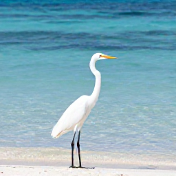 Caribbean Holidays, Cayman Birdwatching, White heron standing beside calm turquoise water on a Cayman Islands beach