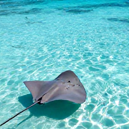 Caribbean Holidays, Cayman Nature Holidays, Visitors watching gentle southern stingrays in shallow turquoise water at Stingray City, Grand Cayman