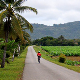 Caribbean Holidays, Cuba Adventure Holidays, Travellers cycling along a quiet rural road through green Cuban countryside, with palms, tobacco fields and distant hills
