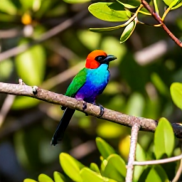 Caribbean Holidays, Cuba Birdwatching April, Colourful Cuban birds perched among lush mangroves and tropical foliage in a bright April morning