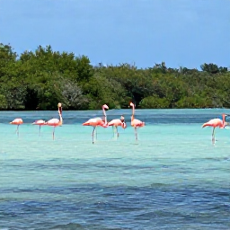 Caribbean Holidays, Cuba Birdwatching, Cuban flamingos and wading birds in a sunny coastal lagoon, with mangroves and calm blue water
