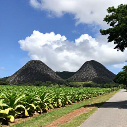 Caribbean Holidays, Cuba Tours July, A lush Cuban countryside landscape with tobacco fields, limestone hills and a small rural road beneath tropical skies