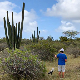 Caribbean Holidays, Cura&ccedil;ao Birdwatching, Cura&ccedil;ao countryside with cacti, thorny scrub and a tropical birdwatcher looking for endemic Caribbean birds