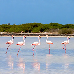 Caribbean Holidays, Cura&ccedil;ao Birdwatching, Flamingos standing in shallow water at Jan Kok salt pans in Cura&ccedil;ao, with mangroves and a bright blue sky