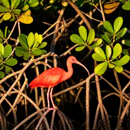 Caribbean Holidays, December Birdwatching, Scarlet ibis and other colourful tropical birds feeding among mangrove roots at sunset in Caroni Swamp, Trinidad