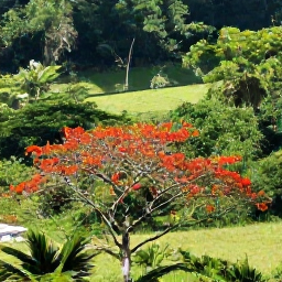 Caribbean Holidays, Dominica Birdwatching, A red-necked parrot and tropical birds in a flowering tree above Dominica&rsquo;s green valley, bright natural daylight