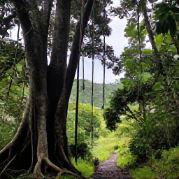 Caribbean Holidays, Dominica Nature Holidays, Dense Dominica rainforest with towering trees, hanging vines and a narrow trail leading into green hills