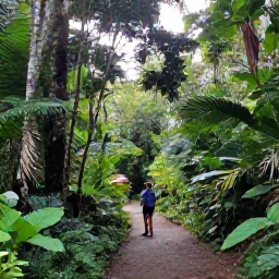 Caribbean Holidays, Dominica Tours, A lush rainforest trail in Dominica with a local guide, tropical plants, and soft morning light