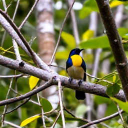 Caribbean Holidays, February Birdwatching, A tropical Caribbean woodland trail with a birder watching small colourful birds in the branches