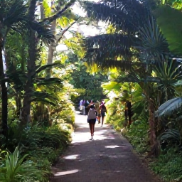 Caribbean Holidays, February Nature Holidays, Lush rainforest trail on Mount Liamuiga in Saint Kitts, with visitors walking beneath tropical trees on a bright February morning