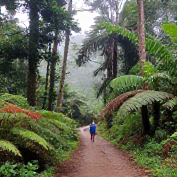Caribbean Holidays, Grenada Adventure Holidays, Visitors hiking through lush Grand Etang rainforest in Grenada, with tall trees, ferns and a misty mountain trail
