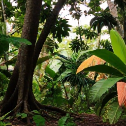 Caribbean Holidays, Grenada Wellness, Lush Grenadian spice garden and rainforest trail in October, with nutmeg trees, tropical foliage and soft filtered sunlight